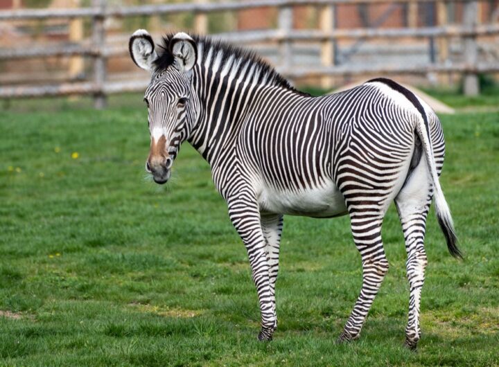 Zoo Praha 1 2