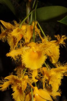 výstava orchidejí