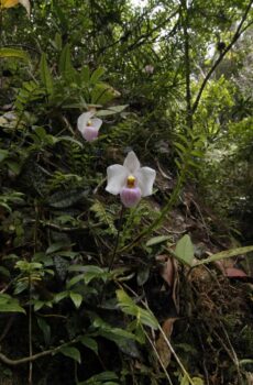 Botanicka zahrada orchidej 2