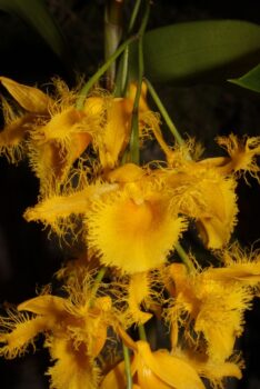 Botanicka zahrada orchidej 3