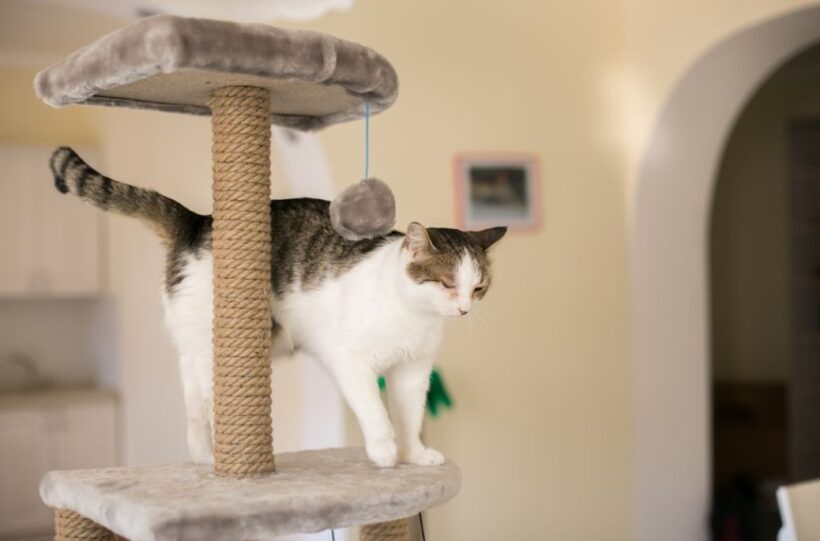 PetCenter 1