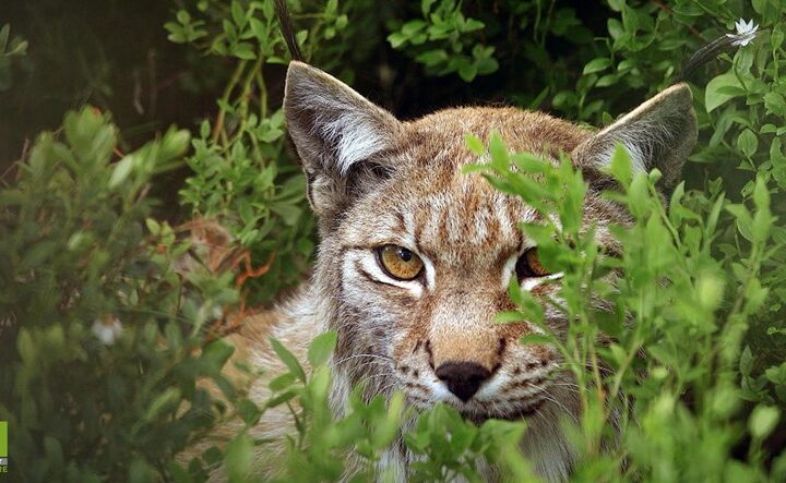 Viasat Nature