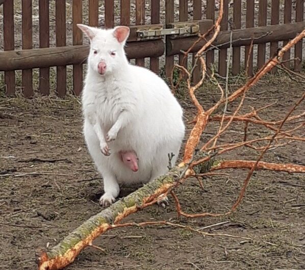 Zoo Tabor 1