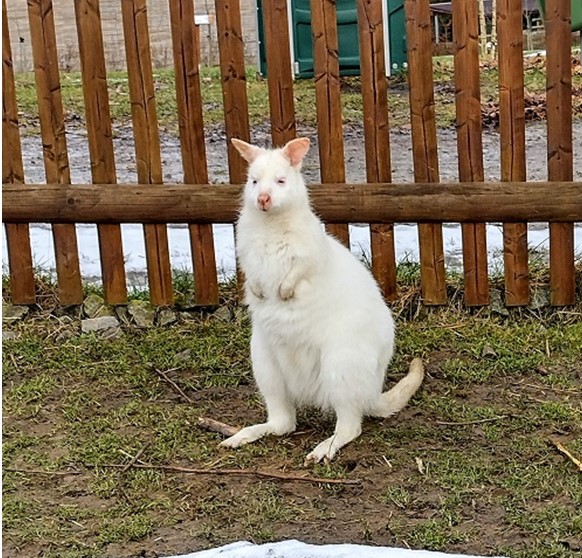 Po táborské zoo se prohání dvě klokaní mláďata 1 Zoo Tabor.
