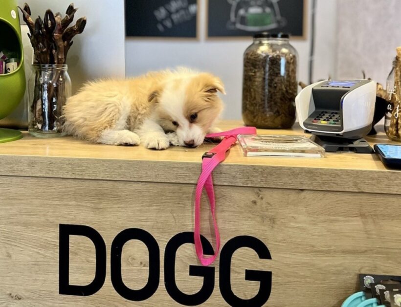 Holešovická tržnice, DOGG