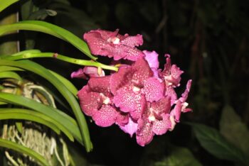 Orchideje, poklady vietnamské džungle