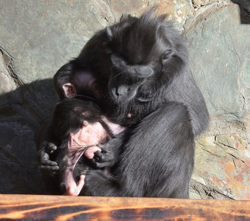 Zoo Děčín, makak