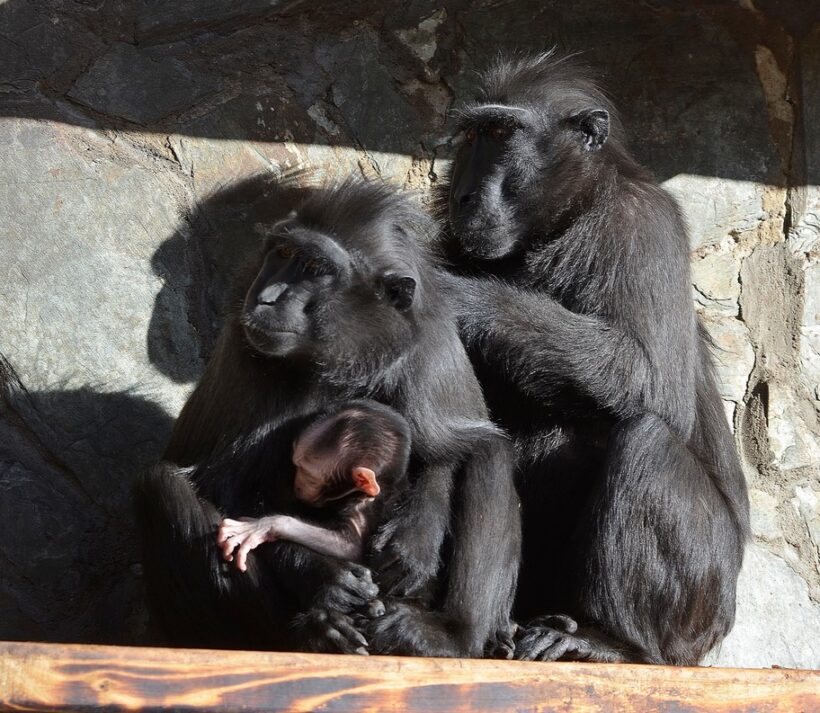 Zoo Děčín, makak