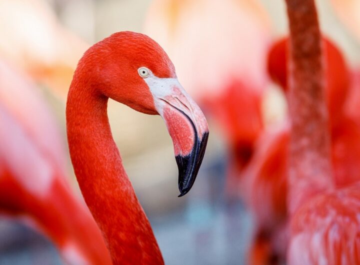 Zoo Ostrava