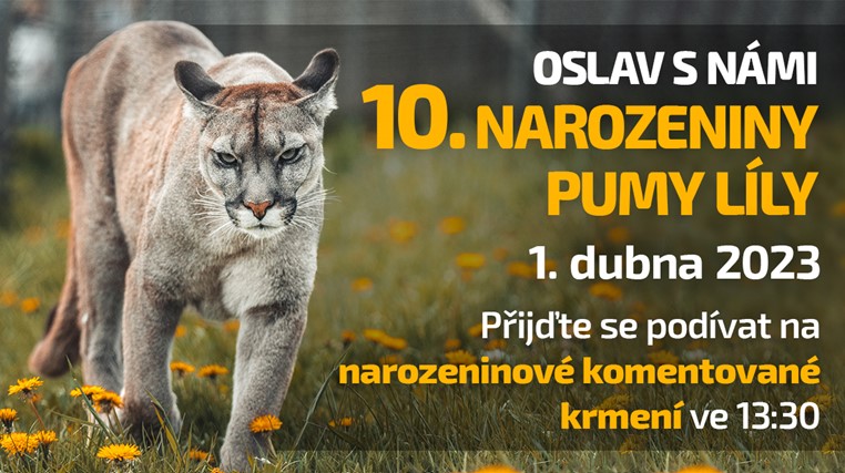 Zoo Tábor - Puma
