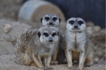 Zoo Tábor, surikaty