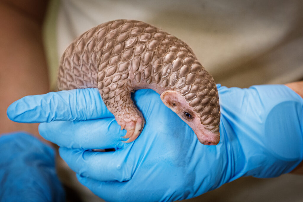 Luskouní samička už váží přes čtvrt kilogramu! 1 Zoo Praha Loskoun