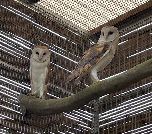 Sova pálená, Zoo Tábor