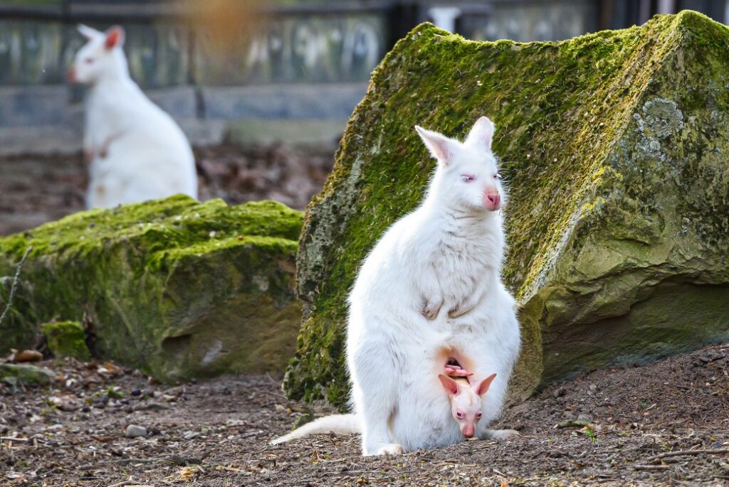 Velikonoční Zoo Zlín 1 Zoo Zlín, Velikonoce, zámek Leěšná, Coffee, samečk Zyqarri, zvířata, zoo, výlet,