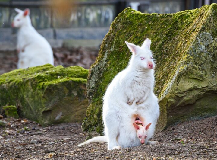 Zoo Zlín, Velikonoce, zámek Leěšná, Coffee, samečk Zyqarri, zvířata, zoo, výlet,