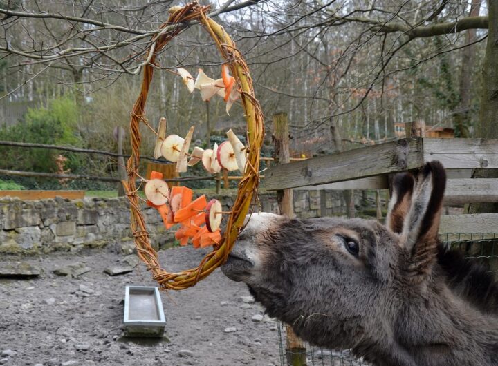 Zoologická zahrada Děčín