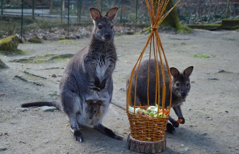 Zoologická zahrada Děčín
