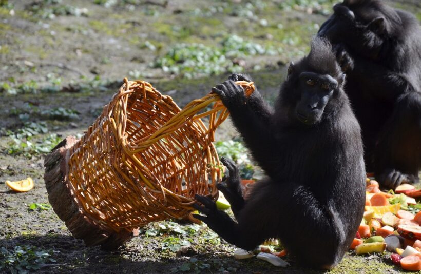 Zoologická zahrada Děčín