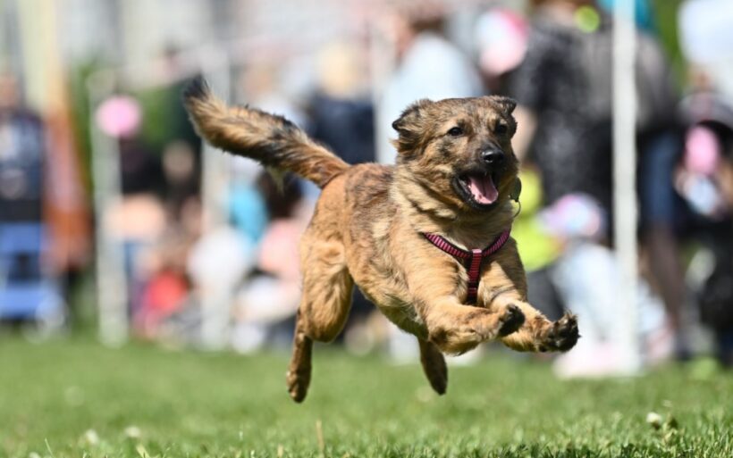 PSÍ DEN s Prahou 13