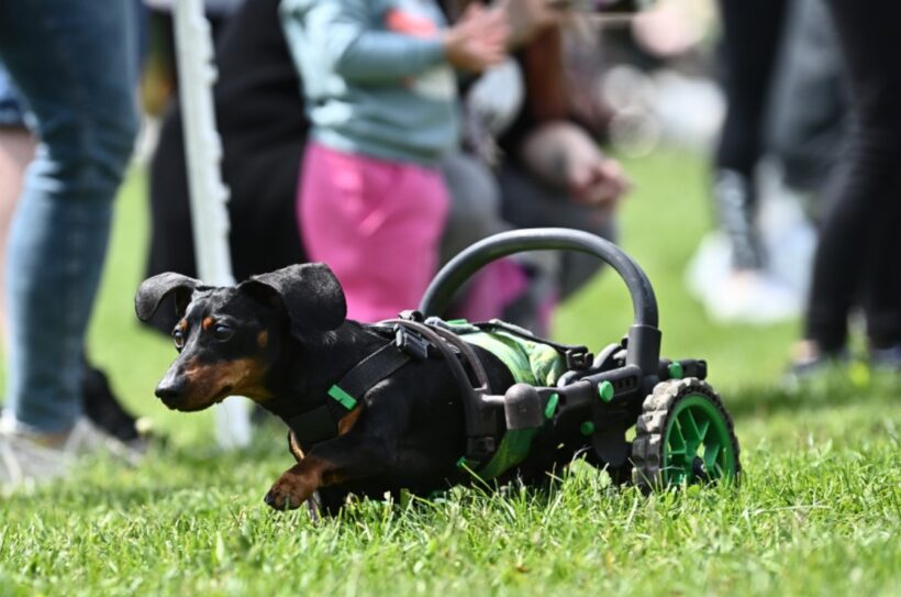 PSÍ DEN s Prahou 13