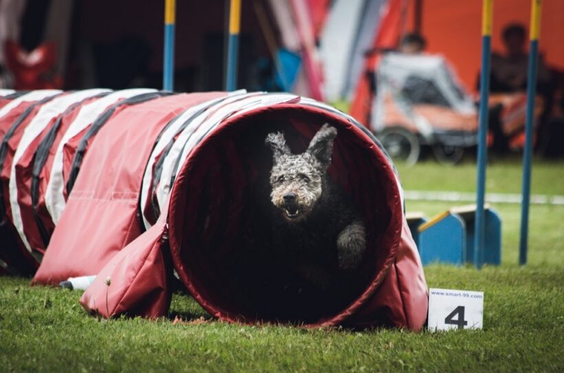 Agility