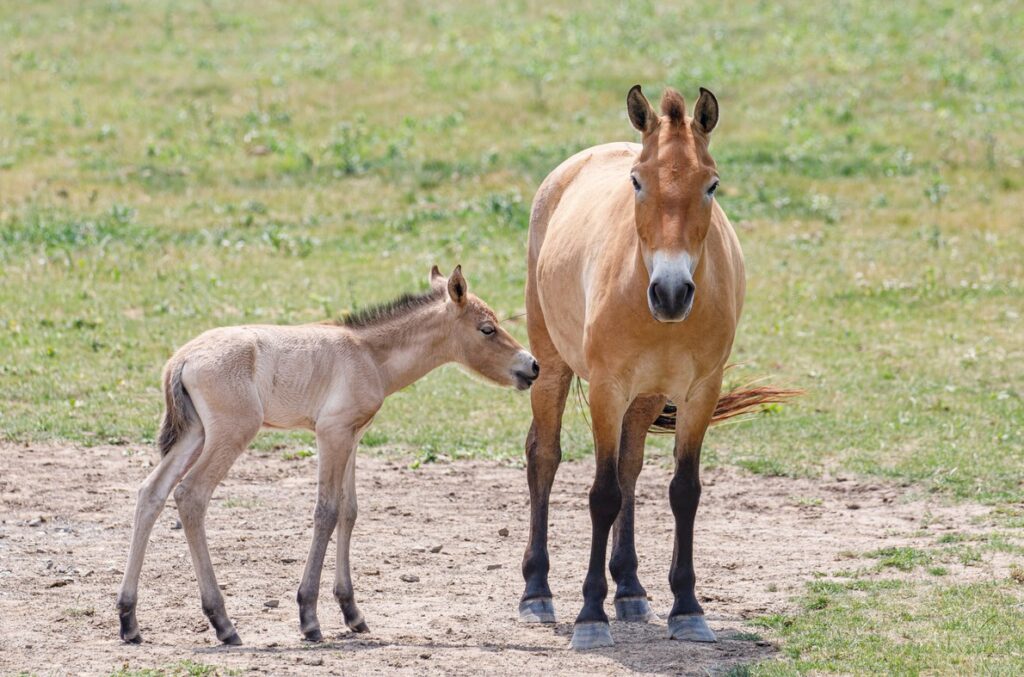 Zlatá step, kůň Převalský, Zoo, Zoo Praha, Altyn Dala, step, zprávy, Miroslav Bobek,