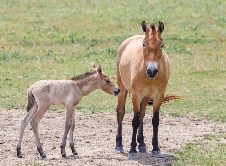 Zlatá step, kůň Převalský, Zoo, Zoo Praha, Altyn Dala, step, zprávy, Miroslav Bobek,