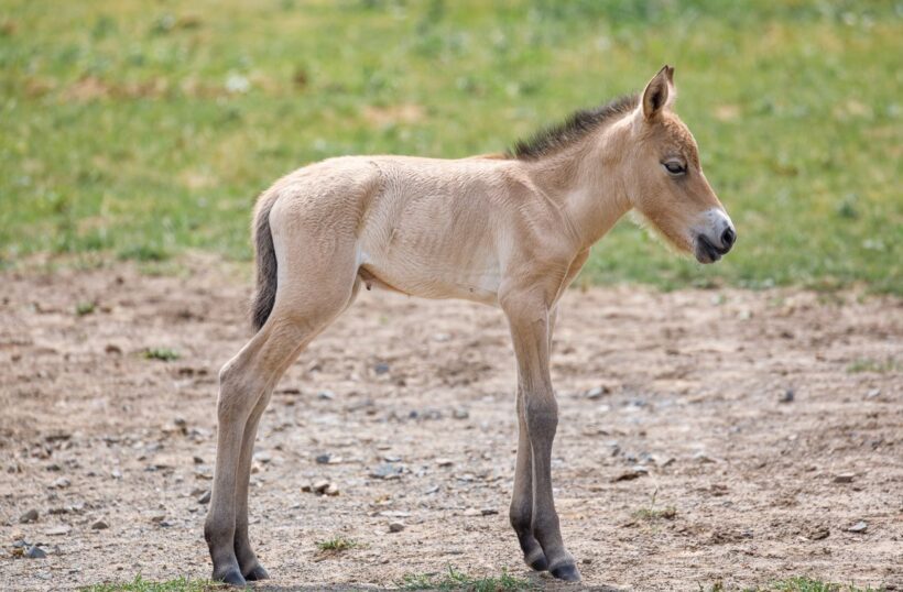 Zlatá step, kůň Převalský, Zoo, Zoo Praha, Altyn Dala, step, zprávy, Miroslav Bobek,