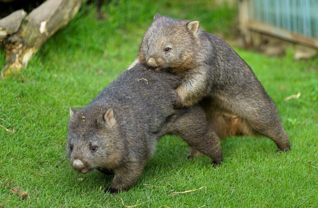 Pár vombatů už si na sebe zvykl