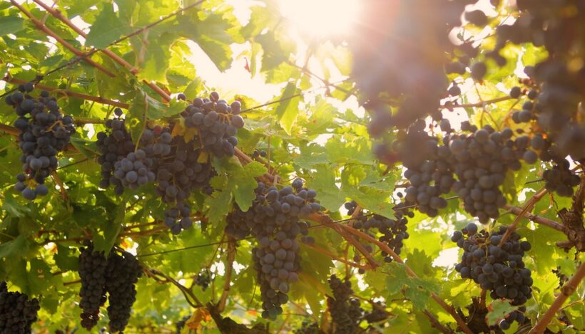 Víno z Valpolicelly