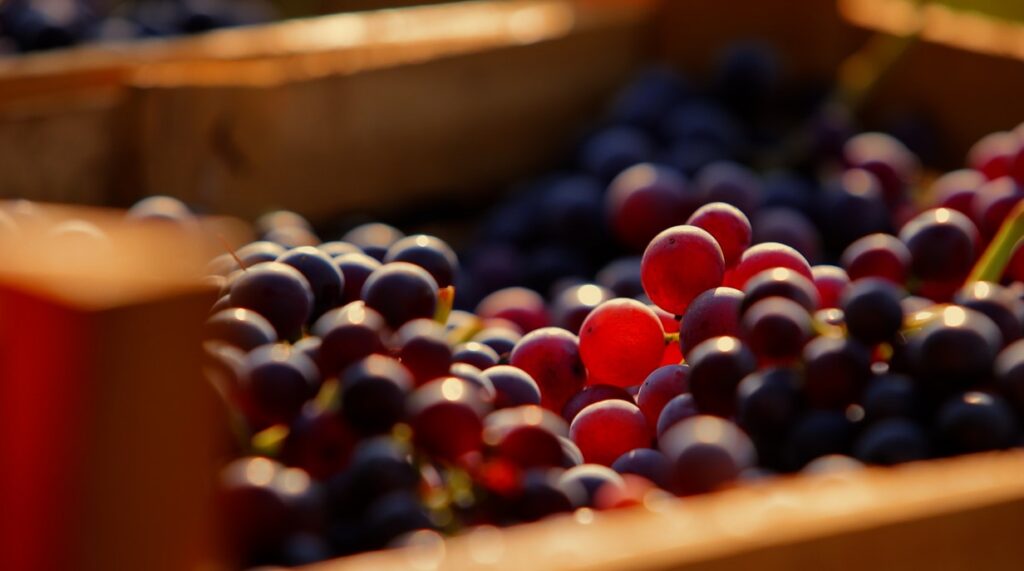 Víno z Valpolicelly