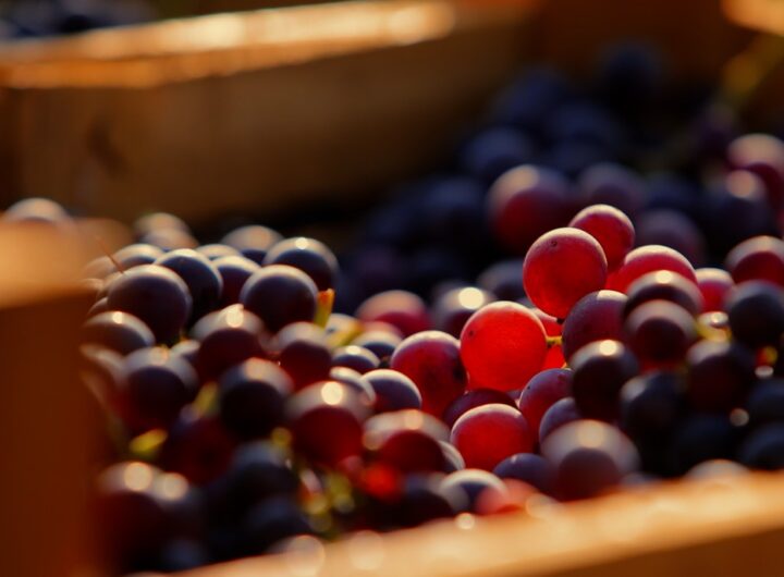 Víno z Valpolicelly