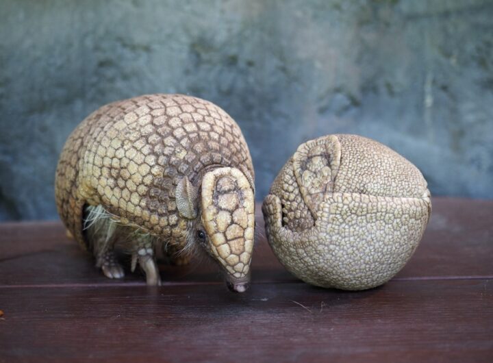 Otevíráme pétanquové hřiště! Maskotem je pásovec