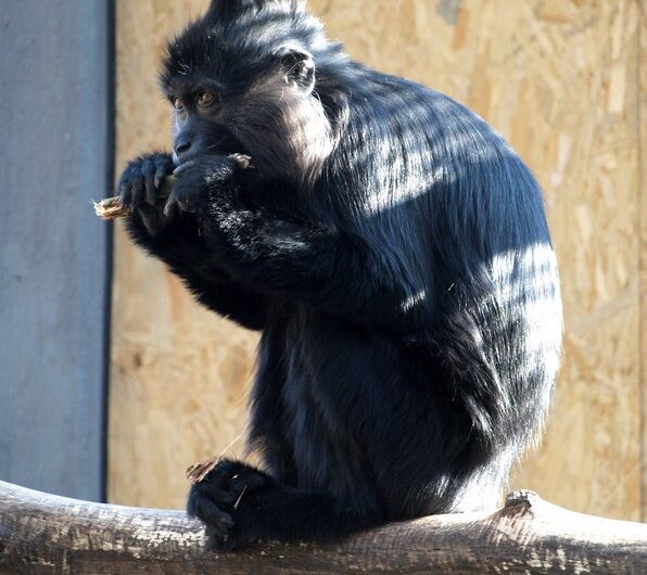 zoo , Zoo Děčín, úhyn, Alena Houšková, Bábinka, mangabej černý