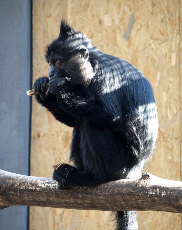 zoo , Zoo Děčín, úhyn, Alena Houšková, Bábinka, mangabej černý