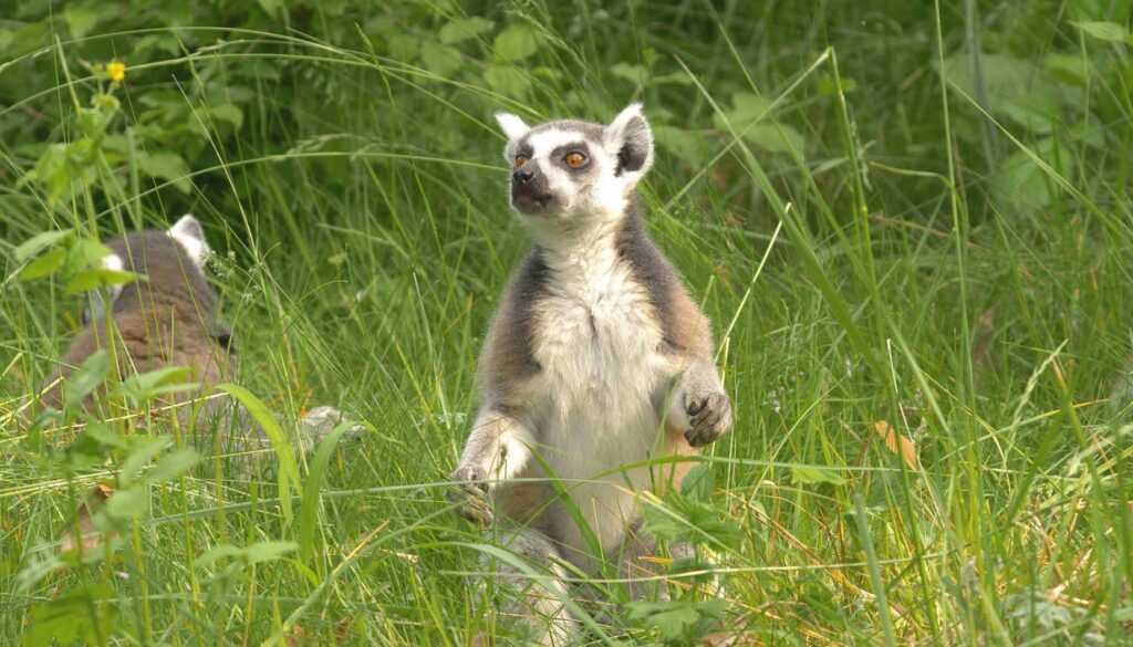 Zoo Ostrava, lemur, Ostrava,