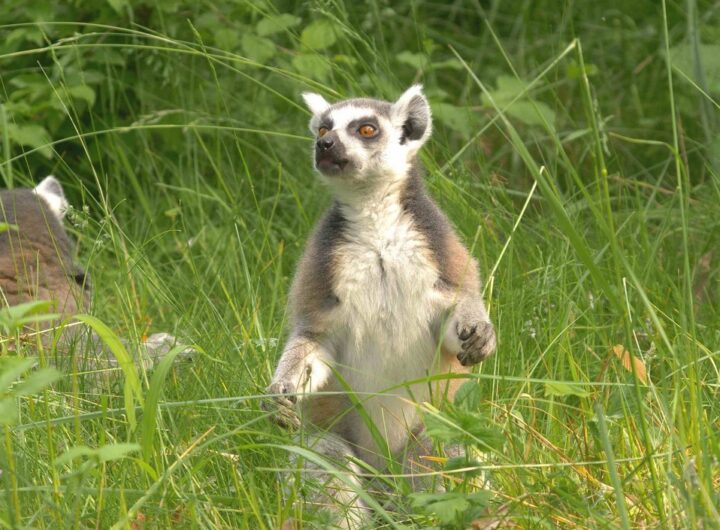 Zoo Ostrava, lemur, Ostrava,