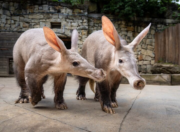 samice hrabáče, Zoo, Zoo Troje, Zoo Praha, Africký dům