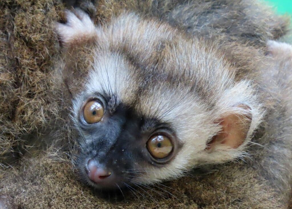 Dvojčata u lemurů běločelých