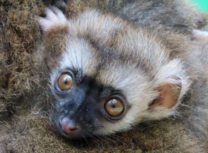 Dvojčata u lemurů běločelých