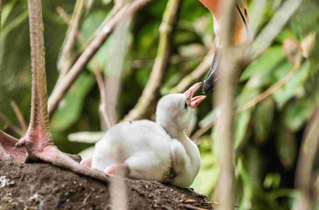 V Zoo Ostrava se vylíhla mláďata plameňáků 1 Zoo Ostrava
