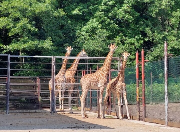 žirafy Rothschildovy
