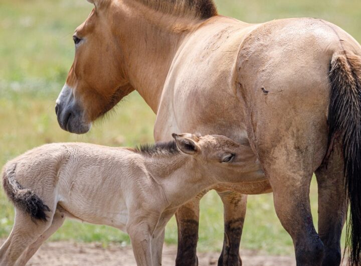 hříbě koně Převalského
