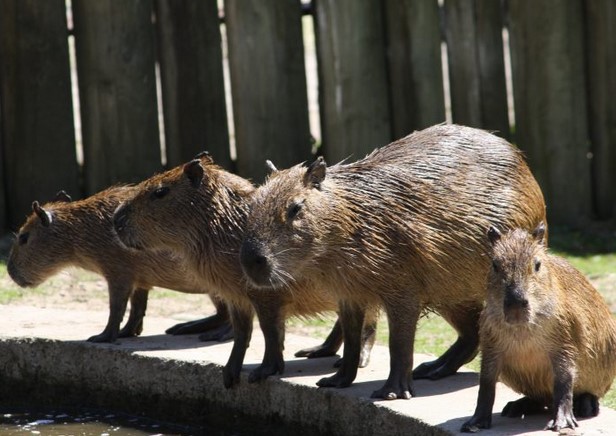Pojďte s námi hledat kapybaru, nebo vyrazte na dovolenou v zoo! 1 Kapibara Zoo Jihlava
