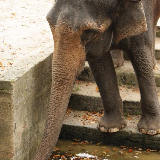 Zoo Liberec, Slon Indický