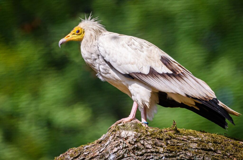 Zoo Zlín v neděli 6.8. otevře Gora Ark, nejdelší voliéru pro supy v České republice 1 Zoo Zlin 1