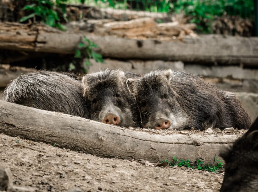 zvirata pekari belobrady Foto Matyas Slavik