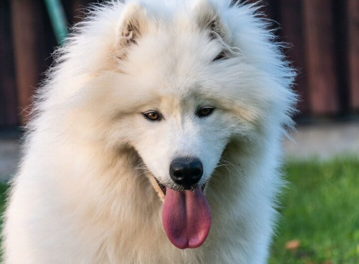 Fiitmin, samojed
