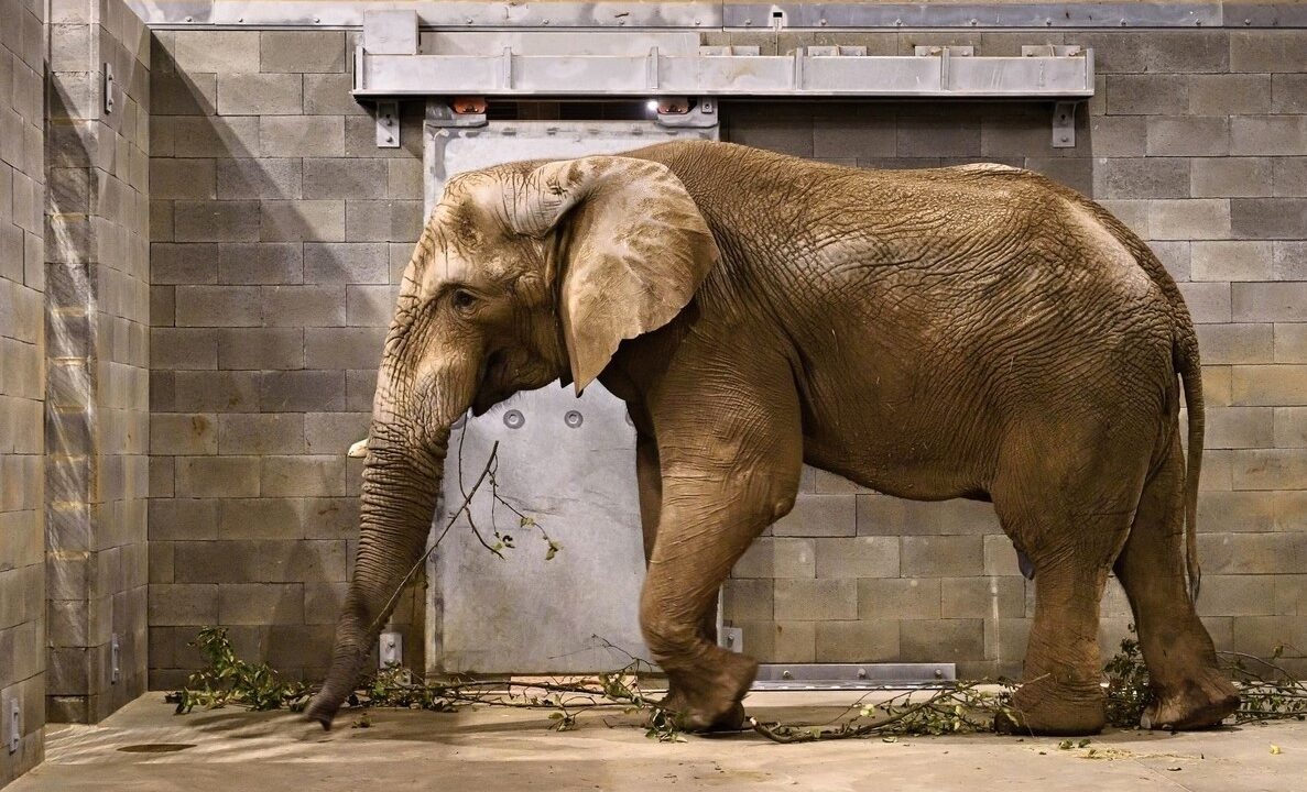 Zoo Zlín, Jack