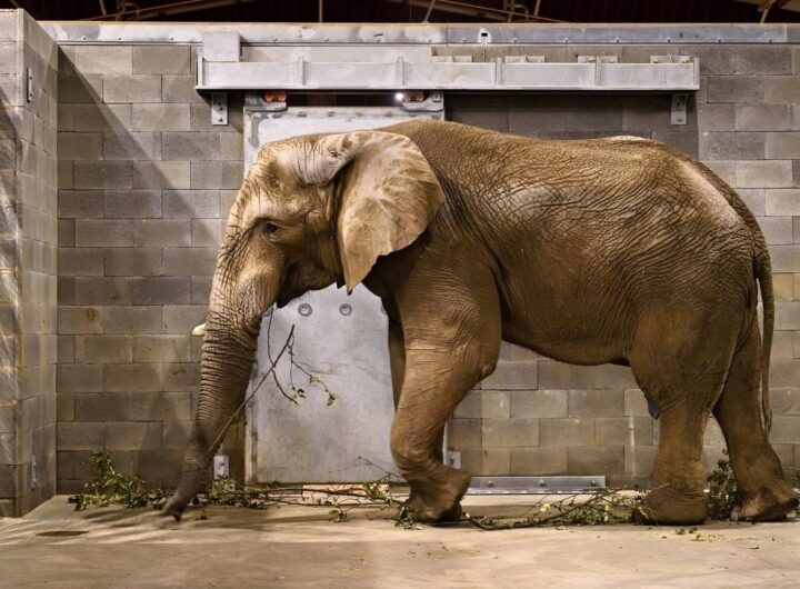 Zoo Zlín, Jack